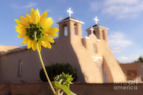 Taos Art Print featuring the photograph Sunflower and the St Francis de Asis Church by Elijah Rael