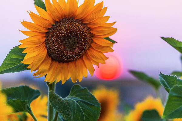 Bulgaria Art Print featuring the photograph Sunflower by Evgeni Dinev