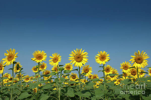Sunflower Art Print featuring the photograph Sunflower Field in India by Tim Gainey