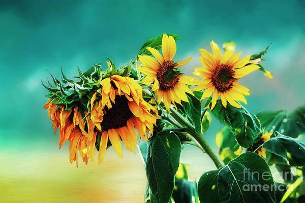Sunflowers Art Print featuring the photograph Sunflower of Life by Janie Johnson