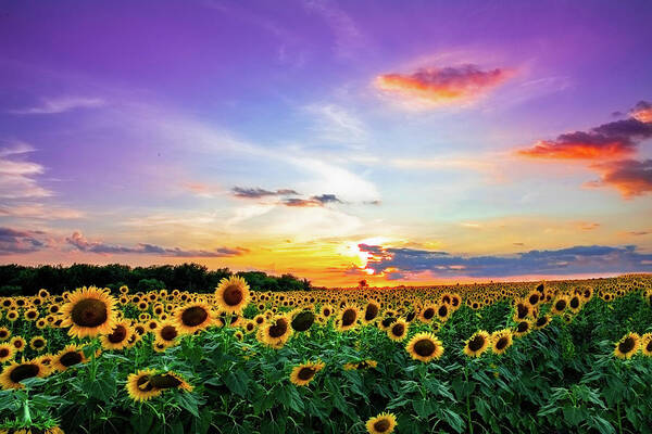 Sunflower Art Print featuring the photograph Sunflower Sunset II by KC Hulsman