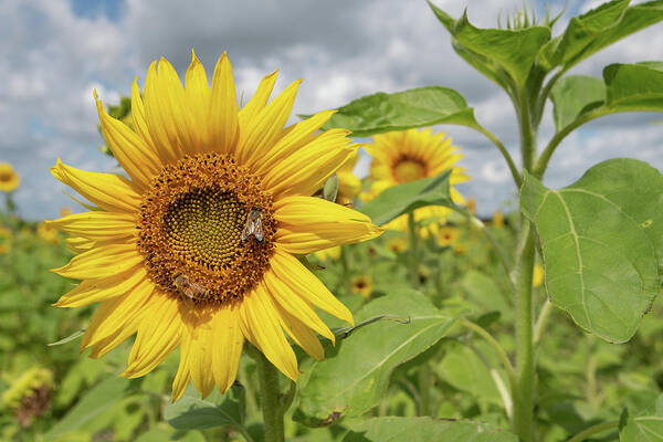Sunflower Art Print featuring the photograph Sunflower with Honeybee by Carolyn Hutchins