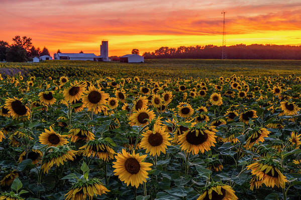 Sunflower Sunset Art Print featuring the photograph Sunflowers at sunset by Mark Papke
