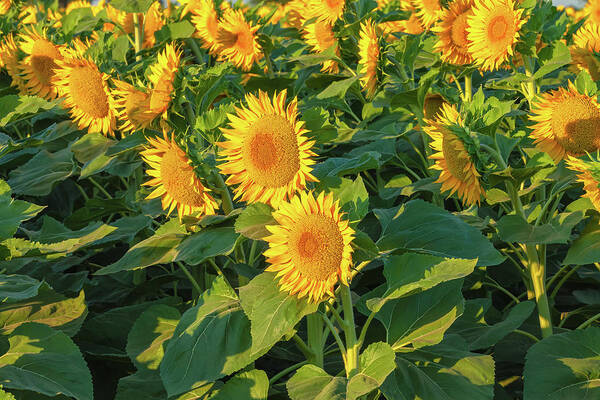 Flower Art Print featuring the photograph Sunflowers by Jonathan Nguyen