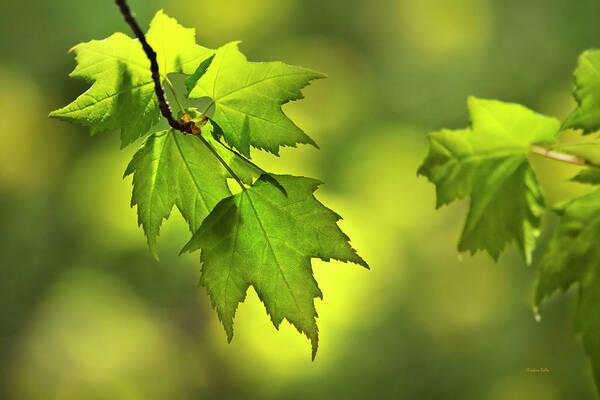 Leaves Art Print featuring the photograph Sunlit Maple Leaves In Spring by Christina Rollo