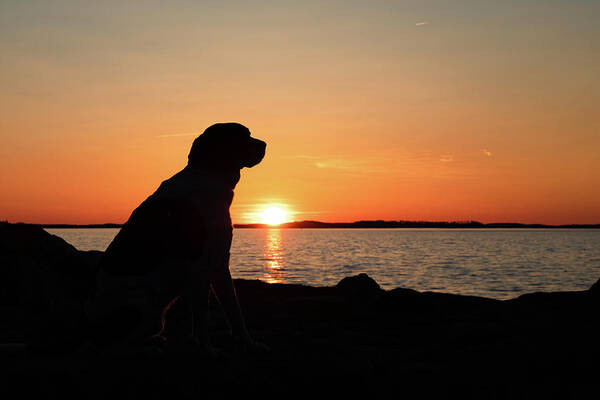 Dog Art Print featuring the photograph Sunny Hound Silhouette by Denise Kopko