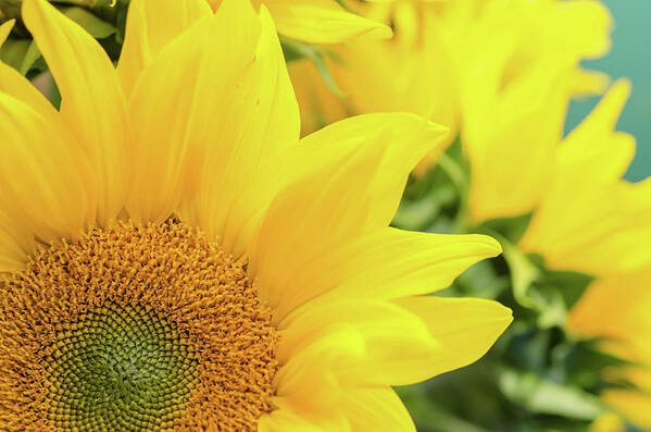 Sunflower Art Print featuring the photograph Sunny by Margaret Pitcher