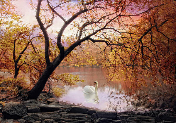 Autumn Art Print featuring the photograph Sunrise Swan by Jessica Jenney