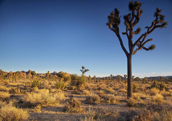 Joshua Tree National Park Sunset Art Print featuring the photograph Sunset along boy scout trail by Kunal Mehra