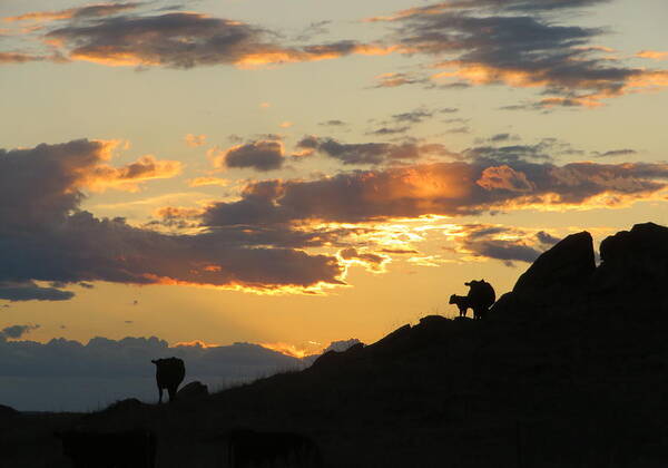 Cattle Art Print featuring the photograph Sunset Lullaby by Katie Keenan