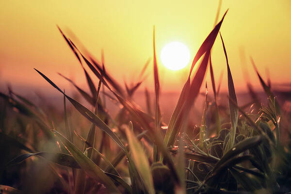 Soil Art Print featuring the photograph Sunset on a grass field by Vaclav Sonnek