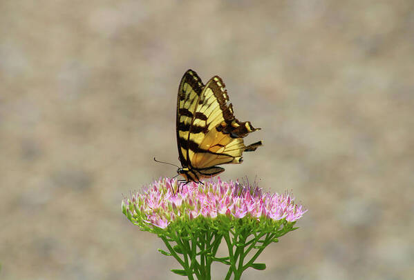 Swallowtail Art Print featuring the photograph Swallowtail Butterfly Endures by Christopher Reed