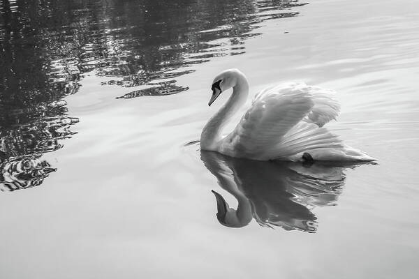 Swan Art Print featuring the photograph Swan 5 by Cindy Robinson
