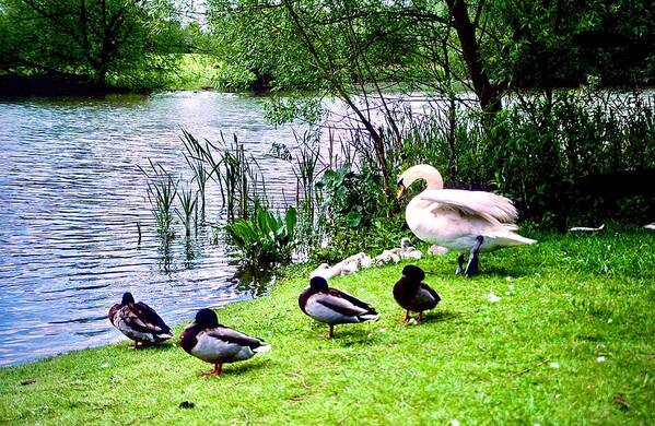 Swan Art Print featuring the photograph Swan Family And Mallards by Gordon James