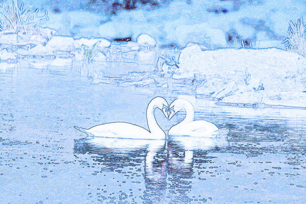 Swans Art Print featuring the photograph Swan Heart Love you Forever by Marlin and Laura Hum