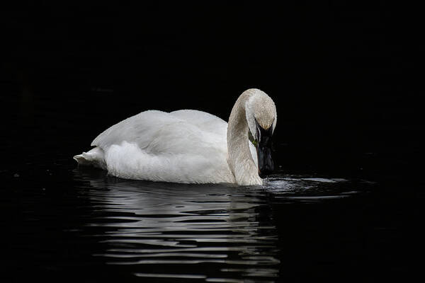 Swan Art Print featuring the photograph Swan by Jerry Cahill