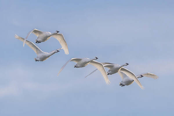 Swan Art Print featuring the photograph Swans in Flight 2 by Donna Twiford