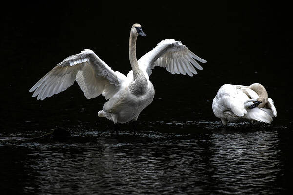 Swans Art Print featuring the photograph Swans on the Lake by Jerry Cahill
