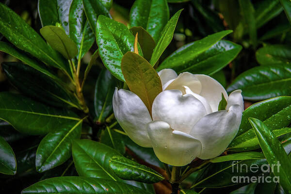 Blossom Art Print featuring the photograph Sweet Magnolia by Shelia Hunt