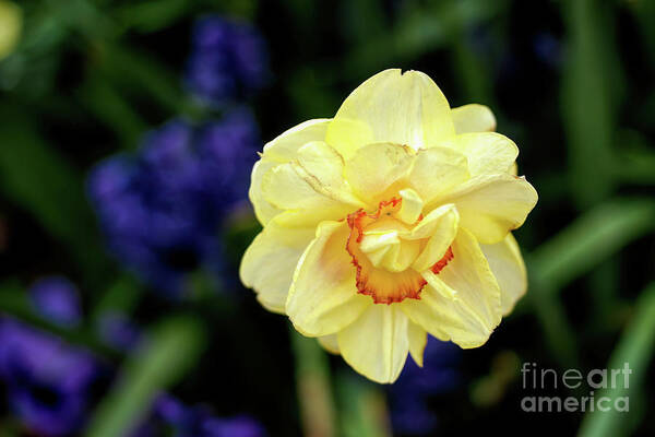 Flower Art Print featuring the photograph Tahiti Daffodil by Diana Mary Sharpton