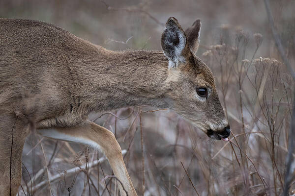 White Tail Art Print featuring the photograph Tasty by Linda Bonaccorsi