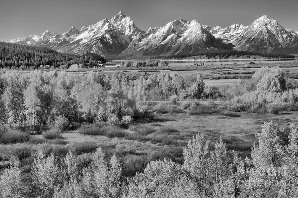 Teton Art Print featuring the photograph Teton Colored Forest Black And White by Adam Jewell