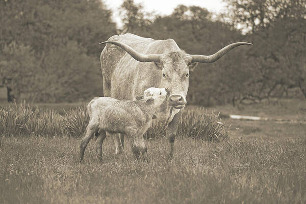 Texas Longhorns Wall Art Art Print featuring the photograph Texas longhorn cow Snowflake and her calf, in sepia by Cathy Valle