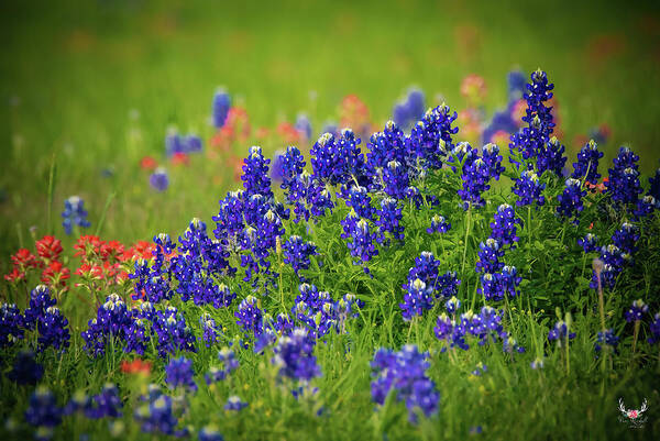 Bluebonnets Art Print featuring the photograph Texas Wildflowers by Pam Rendall