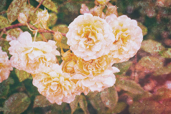 Rose Art Print featuring the photograph Textured Roses by Tanya C Smith