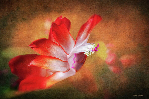 Thanksgiving Flower Art Print featuring the photograph Thanksgiving Cactus Flower by Michael McKenney