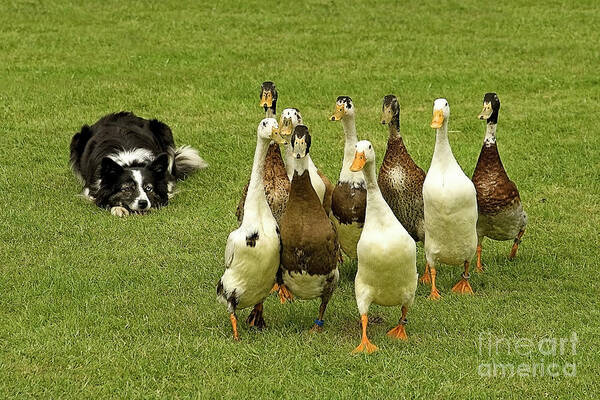 Geese Guarding Guard Gees-dog Smile Humor Funny Pastoral Leader Lead Country Village Field Grass Green Farm Farming Animals Sheepdog Herd Flock Nine Together Cheer Up Cheerful Day Summer Optimistic Lifting Up Grazing Crossing Walking Art Print featuring the photograph The Best Gees Guard by Tatiana Bogracheva