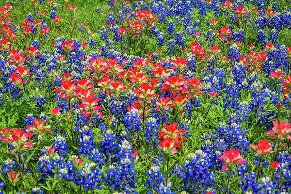 Texas Wildflowers Art Print featuring the photograph The Best of the Best by Lynn Bauer