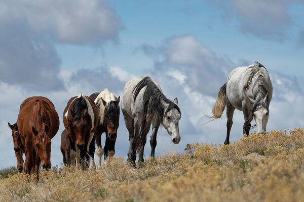 Wild Horses Art Print featuring the photograph The Best View by Mary Hone