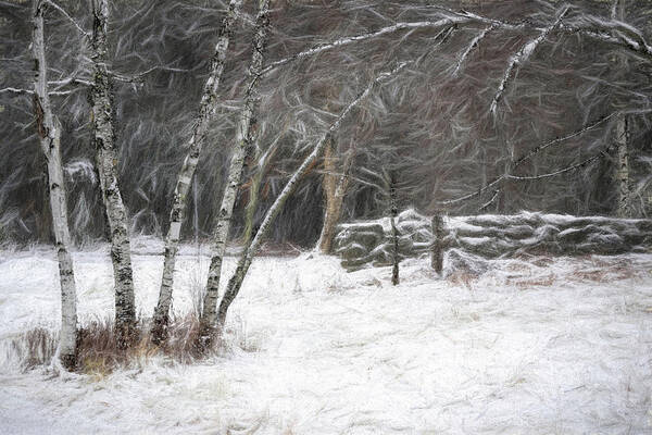Birch Art Print featuring the photograph The Birches of Orris Road by Wayne King