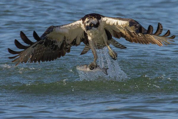 Osprey Art Print featuring the photograph The Catch by RD Allen