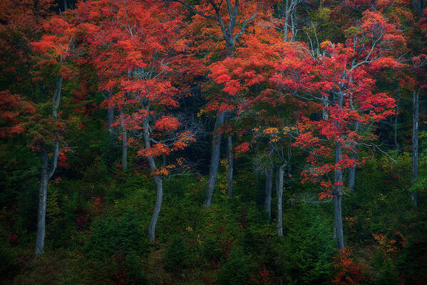 Autumn Art Print featuring the photograph The Dancing Trees by Henry w Liu