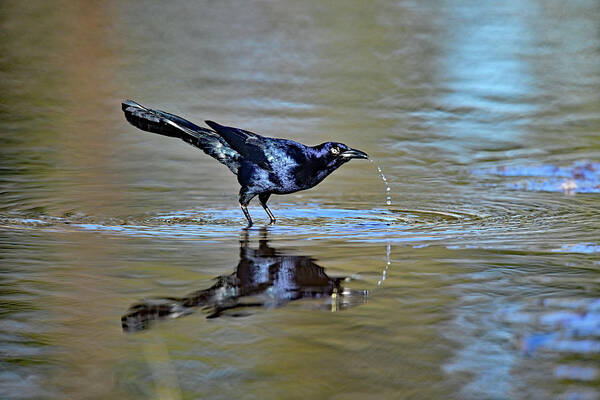  Great-tailed Grackle Art Print featuring the photograph The Drink Trail - Grackle Quenching Thirst  by Amazing Action Photo Video