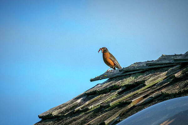 Bird Art Print featuring the photograph The Early Bird Gets the Worm by Mary Lee Dereske