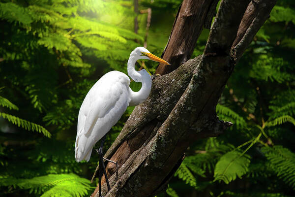 Great White Egret Art Print featuring the photograph The Elegant Great White Egret by Mark Andrew Thomas