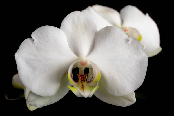 Orchid Art Print featuring the photograph The Face of an Orchid by Vicky Edgerly