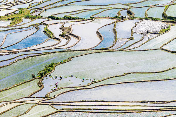 Working Art Print featuring the photograph The farmer planted rice seedlings in the terrace by Zhouyousifang