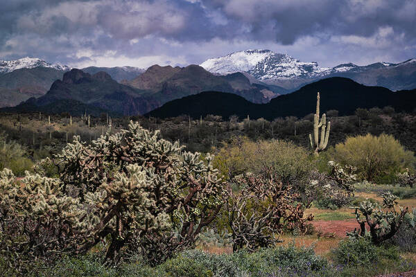 Arizona Art Print featuring the photograph The First Day Of Spring In The Sonoran by Saija Lehtonen