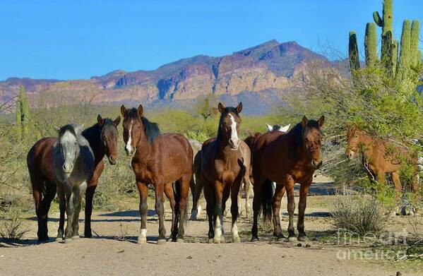Salt River Wild Horses Art Print featuring the digital art The Gangs All Here by Tammy Keyes