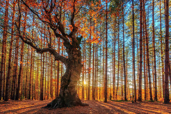 Belintash Art Print featuring the photograph The King Of the Trees by Evgeni Dinev