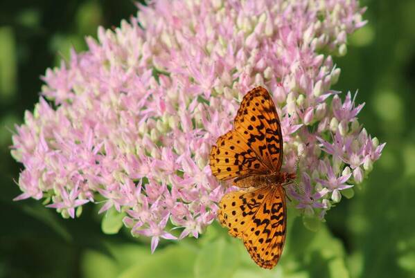 Flower Art Print featuring the photograph The Last Flower of Summer by Christopher Reed