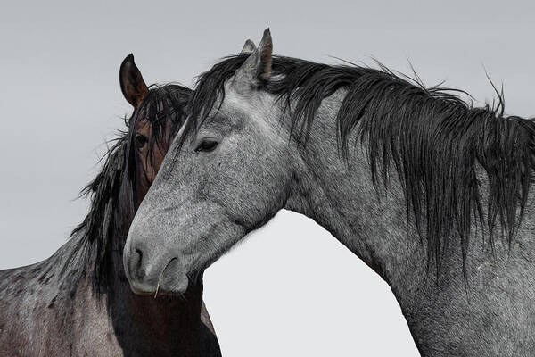 Wild Horses. Horses Art Print featuring the photograph The Look by Mary Hone