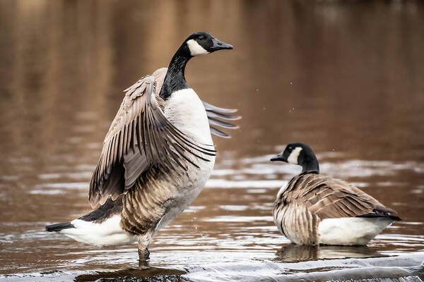 Canada Goose Art Print featuring the photograph The Maestro by Linda Bonaccorsi