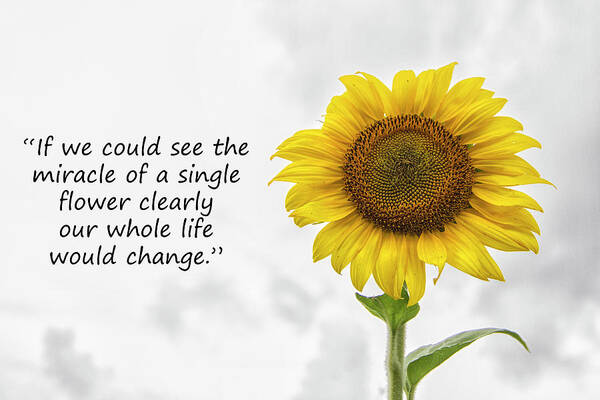 Quote Art Print featuring the photograph The Miracle of a Single Flower by Bob Decker