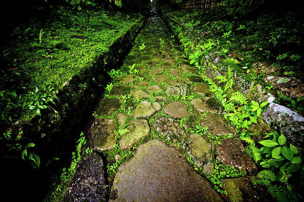 Nikko Art Print featuring the photograph The mossy way... Nikko. Japan by Lie Yim