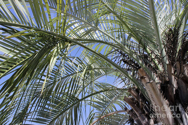 Palm Tree Art Print featuring the photograph The Palm Tree by Roberta Byram